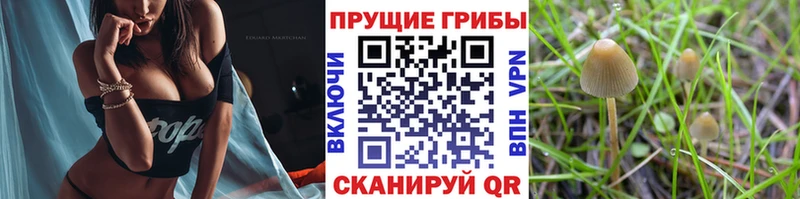 Псилоцибиновые грибы GOLDEN TEACHER  Кунгур 